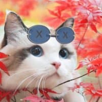 @tsu_xdc