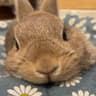 @cute_bunnyies