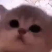 @jamcat_sol