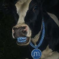 @memorycowmoo